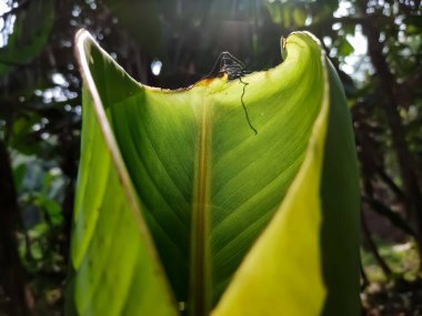 Sabah güneşi, büyüyen küçük bir muz yaprağının üzerine düşüyor. Yakın çekim makro çekim..