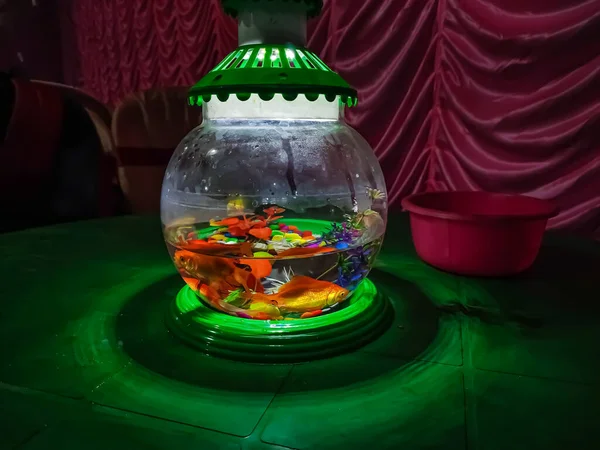 This is a small aquarium with gold fish inside in-this aquarium.
