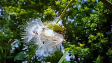 Bu Calotropis gigantea meyvesinin kış mevsiminde yakın çekim makro görüntüsü..