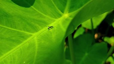Küçük bir karınca ve büyük yeşil bir yaprak yakın çekim makro görüntüsü..