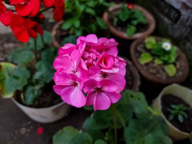 Pelargonium, genellikle sardunya, pelargonyum ya da leylek gagası olarak bilinen 280 tür daimi bitki, suluk ve çalıdan oluşan bir bitki cinsidir..