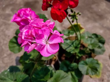 Pelargonium, genellikle sardunya, pelargonyum ya da leylek gagası olarak bilinen 280 tür daimi bitki, suluk ve çalıdan oluşan bir bitki cinsidir..