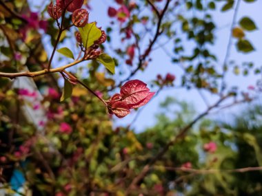 Bougainvillea, saat dörtte yaşayan Nyctaginaceae familyasına ait dikenli asmalar, çalılar ve ağaçların cinsidir..