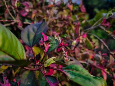 Hindistan 'da sabah küçük renkli bir çiçek yaprağı..