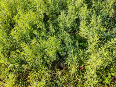 Lathyrus sativus, bezelye, bezelye, bezelye, bezelye, beyaz bezelye ve beyaz vernik olarak da bilinir, Asya ve Doğu Afrika 'da yaygın olarak insan tüketimi ve çiftlik hayvanları için yetiştirilen bir baklagildir..