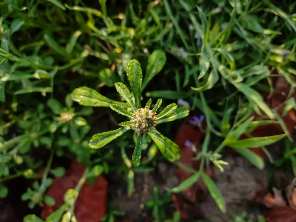 Gnaphalium Uliginosum Marsh Cudweed Annual Plant Found Damp Disturbed Ground — Stock Photo, Image