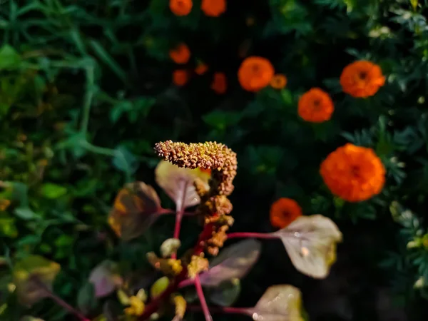 Amaranthus Gênero Cosmopolita Plantas Perenes Anuais Curta Duração — Fotografia de Stock