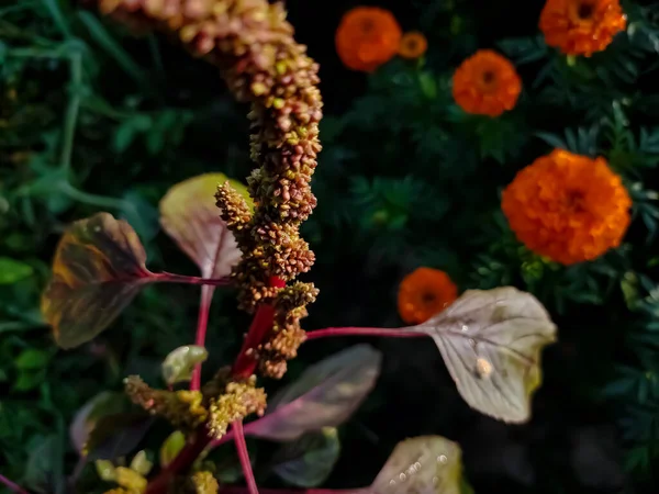 Amaranthus Gênero Cosmopolita Plantas Perenes Anuais Curta Duração — Fotografia de Stock