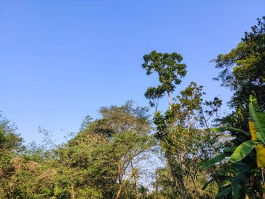 Mavi gökyüzü ve büyük ağaç doğa Hindistan 'ın kırsal kesimlerinde kış sabahı çekildi..