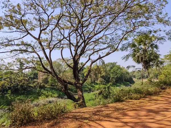 Albizia Lebbeck Ist Eine Albizienart Die Indomalaya Neuguinea Und Nordaustralien — Stockfoto