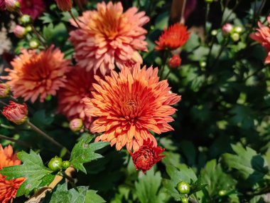 Kasımpatılar, bazen anne ya da kasımpatı olarak da adlandırılır, Asteraceae familyasındaki kasımpatı cinsinin çiçek açan bitkileridir. Doğu Asya ve kuzeydoğu Avrupa 'ya özgüdür..