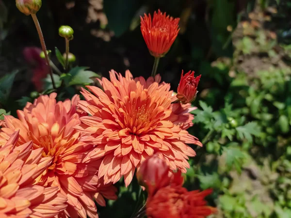 Los Crisantemos Veces Llamados Momias Crisantemos Son Plantas Con Flores —  Fotos de Stock