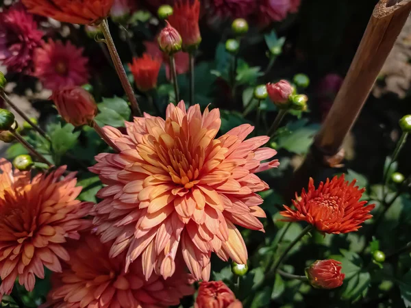 Хризантемы Иногда Называемые Мамами Хризантами Являются Цветущими Растениями Рода Chrysanthemum — стоковое фото