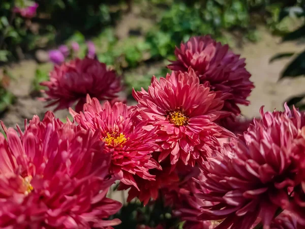 Crisântemos Vezes Chamados Crisântemos São Plantas Com Flor Gênero Chrysanthemum — Fotografia de Stock