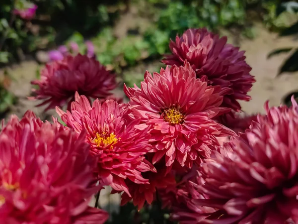 Crisântemos Vezes Chamados Crisântemos São Plantas Com Flor Gênero Chrysanthemum — Fotografia de Stock