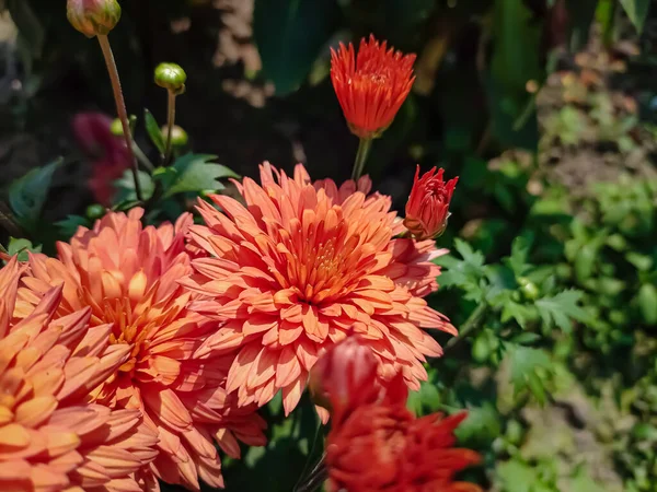 Chrysanthemen Manchmal Auch Mütter Oder Chrysanthen Genannt Sind Blühende Pflanzen — Stockfoto