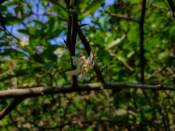 Citrusová Citrusová Limon Druh Malého Věčně Zeleného Stromu Kvetoucí Rostliny — Stock fotografie