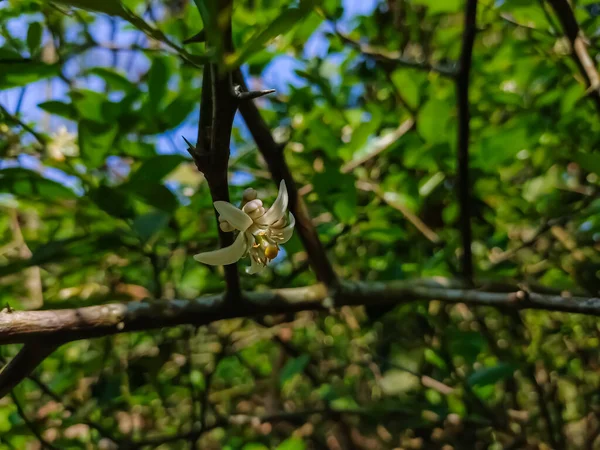 The lemon (Citrus limon) is a species of small evergreen tree in the flowering plant family Rutaceae, native to South Asia, primarily Northeast India.