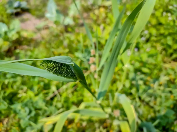 Phalaris Minor Uma Espécie Planta Com Flor Pertencente Família Poaceae Imagens De Bancos De Imagens