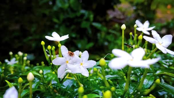 Euophrys Omnisuperstes Himalayas Hoppspindel Liten Hoppspindel Som Lever Upp Till — Stockvideo
