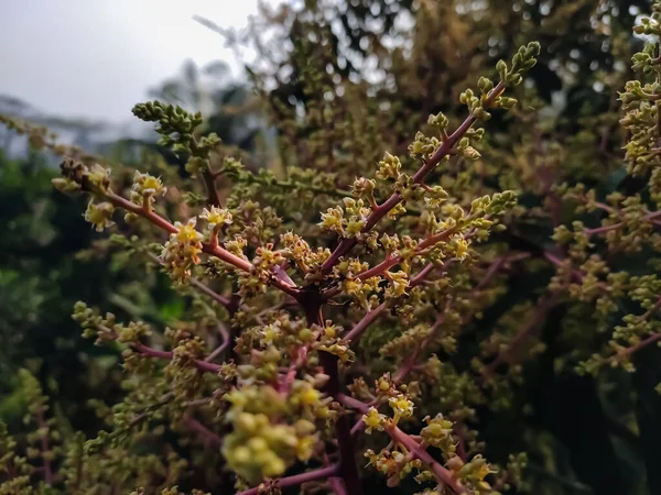 Esta Flor Manga Close Macro Tiro Manhã Temporada Inverno Índia — Fotografia de Stock