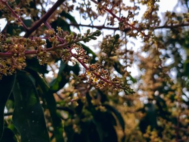Bu, Hindistan 'da kış mevsiminin sabahları çekilen mango çiçeği yakın çekim makrosu..