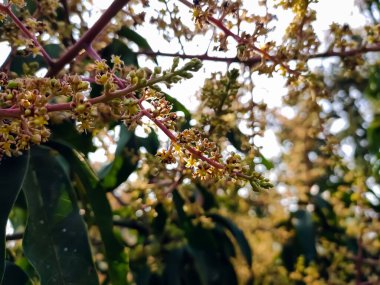 Bu, Hindistan 'da kış mevsiminin sabahları çekilen mango çiçeği yakın çekim makrosu..