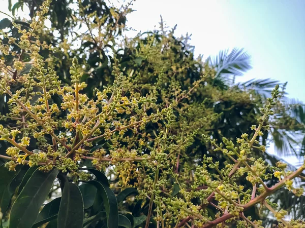 Esta Flor Mango Primer Plano Macro Disparo Mañana Temporada Invierno —  Fotos de Stock