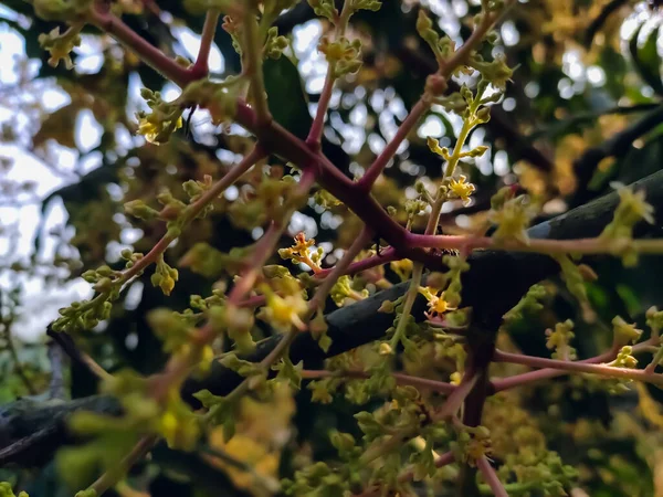 Est Fleur Mangue Gros Plan Macro Prise Matin Hiver Inde — Photo