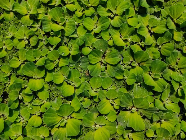 Pistia Genus Aquatic Plant Arum Family Araceae Sole Genus Tribe — Stock Photo, Image