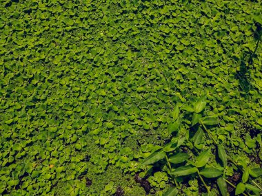 Azolla filiculoides, Amerika kıtasının ılıman ve tropikal bölgelerinin yanı sıra Asya ve Avustralya da dahil olmak üzere eski dünyanın çoğuna özgü bir Azolla türüdür..