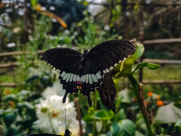 Papilio Polytes Mormon Commun Est Une Espèce Commune Papillon Queue — Photo