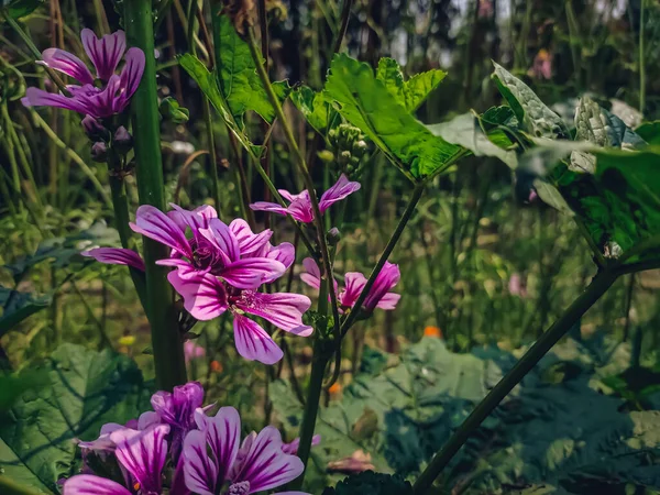 Malva Rodzaj Roślin Rodziny Malowatych Malvaceae Obejmujący Około 2530 Gatunków — Zdjęcie stockowe