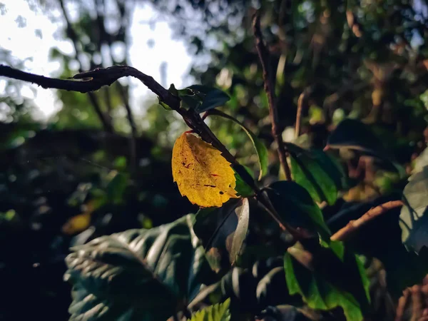 Uma Pequena Folha Amarela Iluminada Close Macro Tiro Tempo Dia — Fotografia de Stock