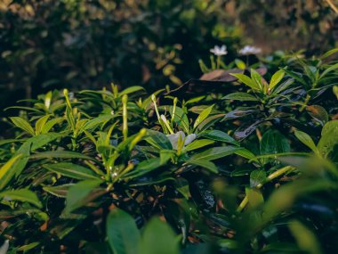 Tabernaemontana divaricata genellikle Doğu Hindistan 'da Rosebay olarak adlandırılır ve Nero' nun tacı Güney Asya 'da yetişen ve şimdi tüm Güneydoğu Asya' da yetişen bir çalı türüdür..