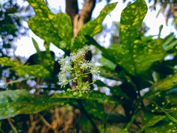 Codiaeum Rod Rostlin Čeledi Euphorbiaceae Který Byl Poprvé Popsán Jako — Stock fotografie