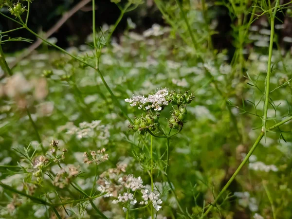 Coriander Annual Herb Family Apiaceae Also Known Chinese Parsley Dhania — 图库照片