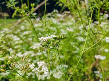 Coriander is an annual herb in the family Apiaceae. It is also known as Chinese parsley, dhania or cilantro.
