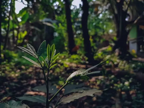 Una Pequeña Planta Silvestre Deja Primer Plano Macro Disparo Mañana — Foto de Stock