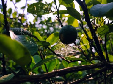 Limon, genellikle Kuzeydoğu Hindistan 'da yetişen Rutaceae familyasından bir ağaç türüdür..