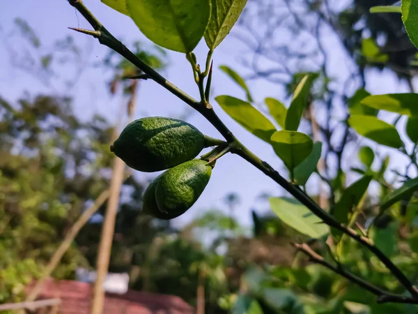 Citrom Egy Kis Örökzöld Virágzó Növény Család Rutaceae Őshonos Dél — Stock Fotó