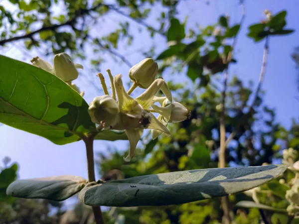 Calotropis Gigantea Коронна Квітка Вид Calotropis Поширений Камбоджі Бангладеш Таїланді — стокове фото