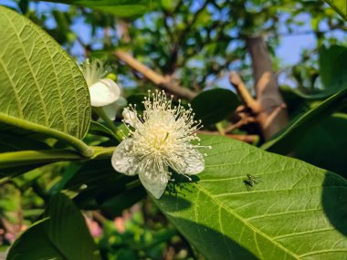 Guava birçok tropikal ve subtropikal bölgede yetişen yaygın bir tropikal meyvedir. Psidium guajava, Meksika, Orta Amerika ve Asya 'ya özgü küçük bir ağaçtır..