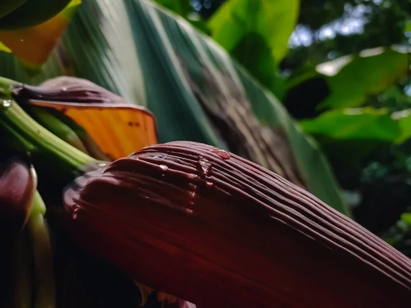 Uma Banana Uma Fruta Alongada Comestível Botanicamente Uma Baga Produzida — Fotografia de Stock