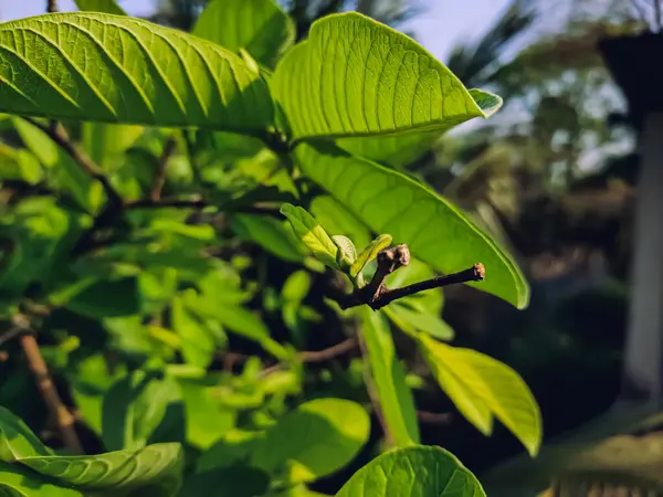 Goiaba Uma Fruta Tropical Comum Cultivada Muitas Regiões Tropicais Subtropicais — Fotografia de Stock