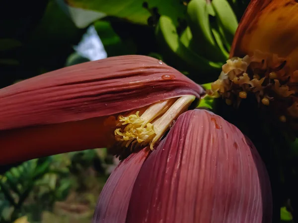 Banan Jest Wydłużonym Jadalnym Owocem Botanicznie Jagodą Produkowaną Przez Kilka — Zdjęcie stockowe