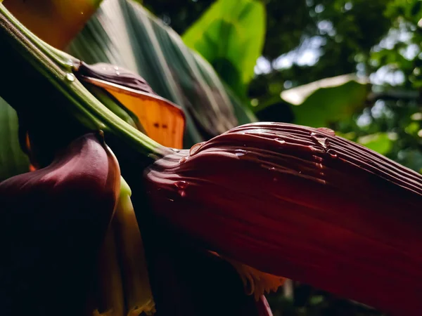 Eine Banane Ist Eine Längliche Essbare Frucht Botanisch Eine Beere — Stockfoto