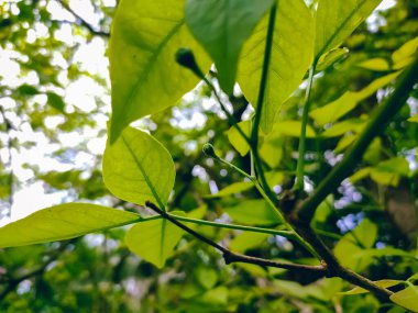 Aegle marmelo (ayrıca 