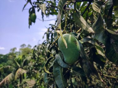 Mango, Hindistan 'ın kuzeybatı Myanmar, Bangladeş ve kuzeydoğu Hindistan arasındaki bölgeden geldiğine inanılan tropikal ağaç Mangifera indica tarafından üretilen yenilebilir bir meyvedir..