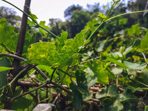 山核桃 Coccinia Grandis 是一种热带藤蔓 也被称为红葫芦 丁多拉 Tindora 和高温果 Kowai Fruit — 图库照片